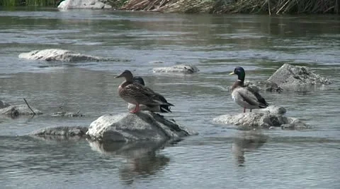 Ducks in LA River Video stock 10798682