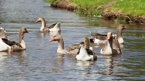 Ducks with lagoon 動画素材 46083897