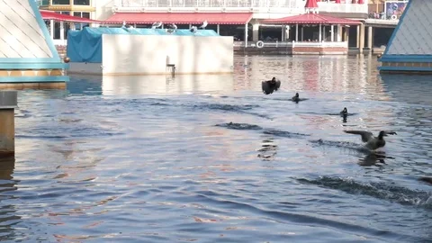 Ducks lagoon Stock-Footage 104102557