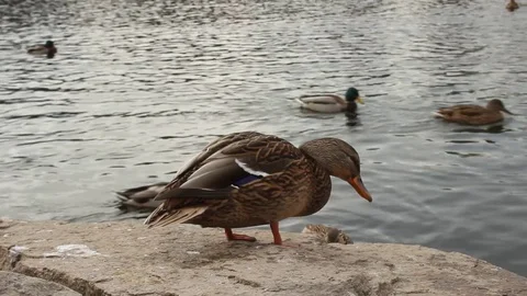 Ducks in the lak Stock Footage 81182569