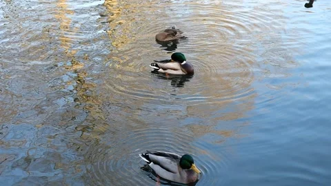 Ducks on Lake 1 Stock Footage 293500167