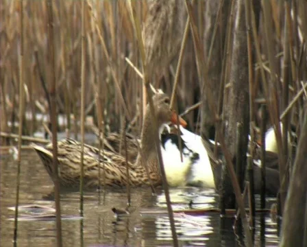 Ducks at the lake 2 Video stock 709435