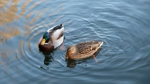 Ducks on Lake 2 Stock Footage 293500671