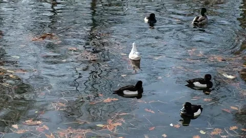 Ducks on Lake 3 Stock Footage 293501902