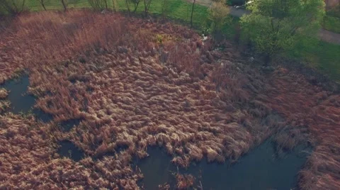 Ducks lake from aerial view Stock Footage 62643510