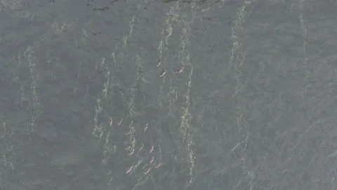 Ducks in lake with alge, top down trucking to rocky shoreline / D-Log-M color 库存影片 160277192