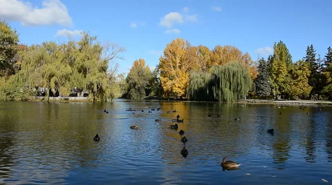 Ducks on the lake. Autumn 動画素材 68937894