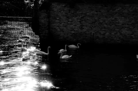 Ducks in the lake in black and white Stock Photos