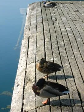 Ducks on Lake Bled Stock Photos
