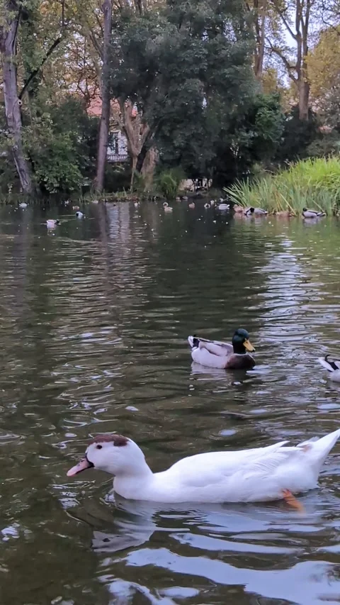 Ducks in the Lake: A Charming Scene Stock Footage 288636541
