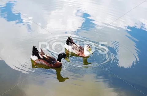 Ducks on the lake of chinese countryside Stock Photos