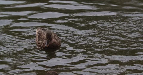 Ducks on a lake in a city park Видео 166736658