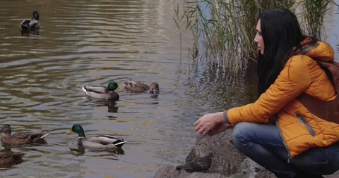 Ducks on a lake in a city park Video stock 166738109
