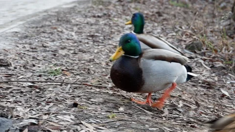 Ducks on lake Close Up 4k Stock Footage 100558523