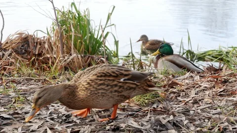 Ducks on lake Close Up 4k Stock Footage 100559895