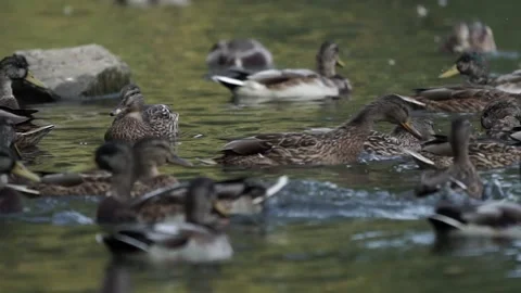Ducks on the lake. close-up. Stock Footage 236951926