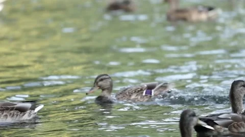 Ducks on the lake. close-up. Stock Footage 236952038