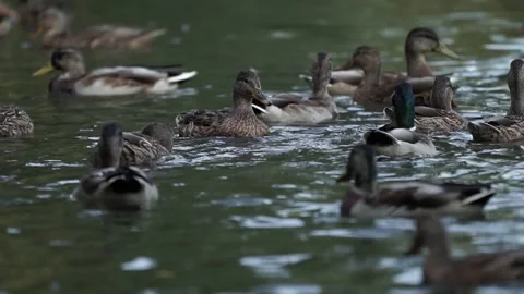 Ducks on the lake. close-up. Stock Footage 236952093