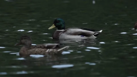 Ducks on the lake. close-up. Stock Footage 236952328