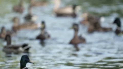 Ducks on the lake. close-up. Stock Footage 236952343