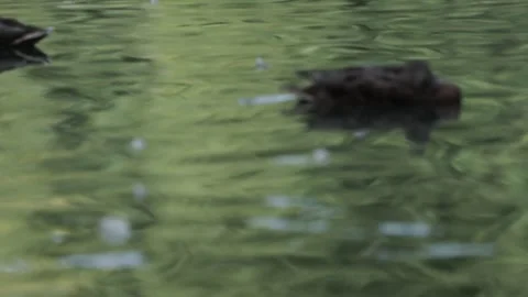 Ducks on the lake. close-up. Stock Footage 236952636