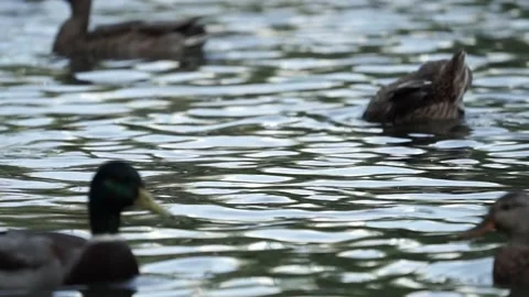 Ducks on the lake. close-up. Stock Footage 236955267