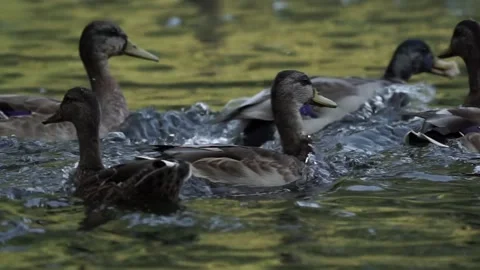 Ducks on the lake. close-up. Stock Footage 236955390