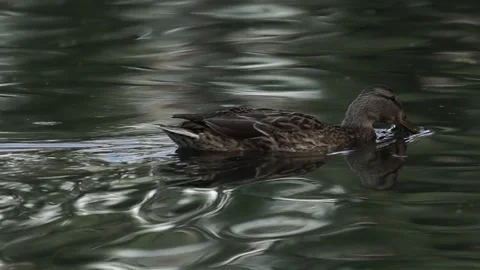 Ducks on the lake. close-up. Stock Footage 236992038