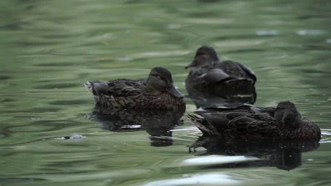 Ducks on the lake. close-up. Stock Footage 236992070