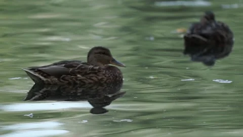 Ducks on the lake. close-up. Stock Footage 236992185