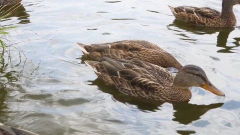 Ducks on a Lake Closeup Saving Nature Concept Video stock 114072288