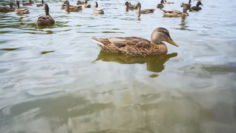 Ducks on a Lake Closeup Saving Nature Concept Video stock 114072357