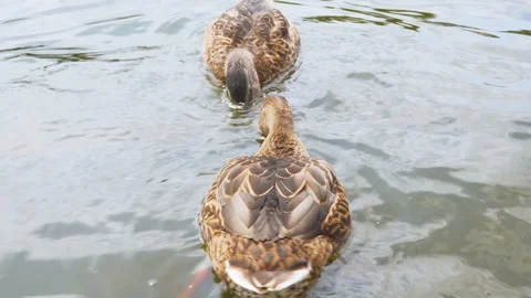 Ducks on a Lake Closeup Saving Nature Concept Video stock 114072384