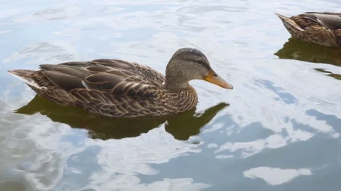 Ducks on a Lake Closeup Saving Nature Concept Stock-Footage 114072688