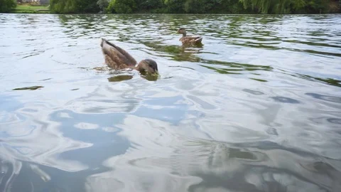Ducks on a Lake Closeup Saving Nature Concept Video stock 114073475