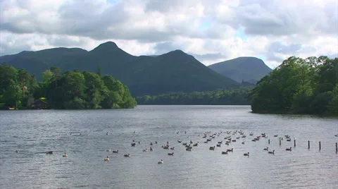 Ducks on the lake, clouds over the mountains, wide Stock Footage 39996905