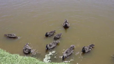 Ducks on a lake at a conservation sanctuary Stock Footage 229458649