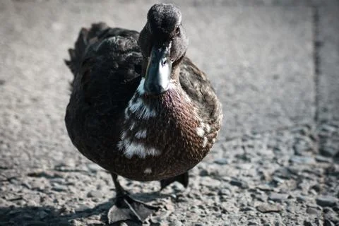 Ducks in the Lake District Stock Photos