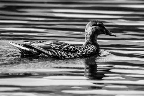 Ducks in the Lake District Stock Photos