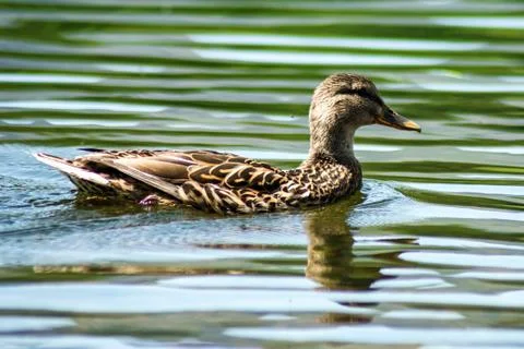 Ducks in the Lake District Stock Photos