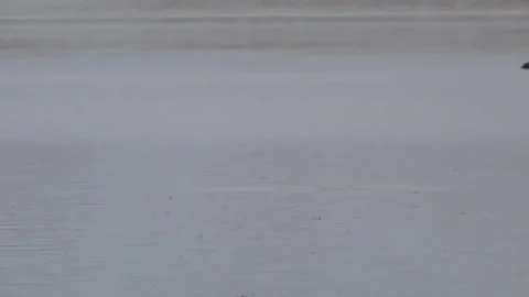 Ducks on the lake. Duck "dive" Stock Footage 244629116