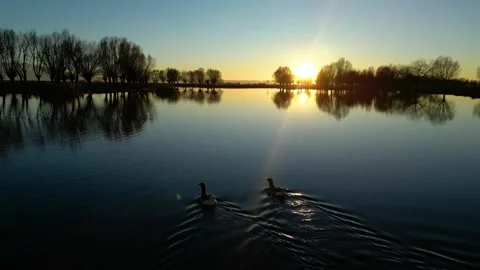 Ducks at the lake during sunset Vídeos de archivo 260261140
