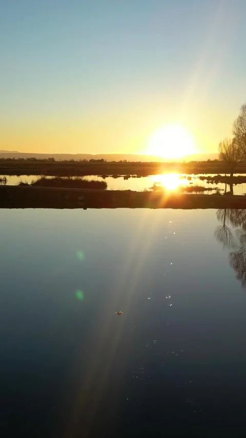 Ducks Lake During Sunset Vertical Video Stock Footage 334872591
