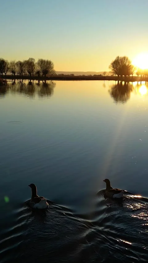Ducks Lake During Sunset Vertical Video Stockbeeldmateriaal 334873855