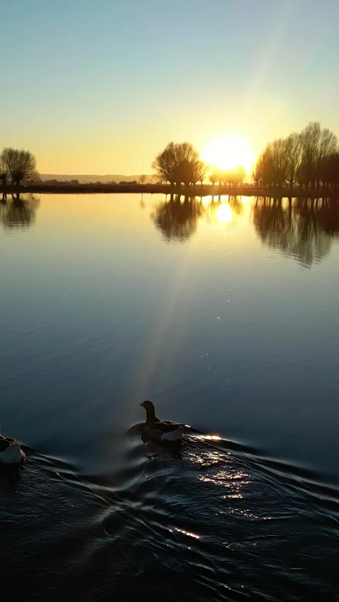 Ducks Lake During Sunset Vertical Video Stock-Footage 334878663