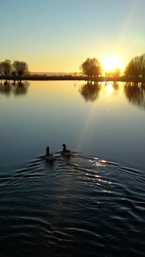 Ducks Lake During Sunset Vertical Video Vídeos de archivo 334879139