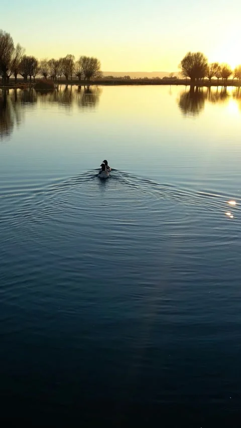 Ducks Lake During Sunset Vertical Video Video stock 334879301