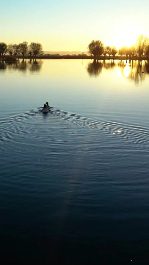 Ducks Lake During Sunset Vertical Video Stock-Footage 334880724