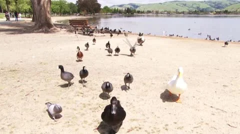 Ducks at Lake Elizabeth Video stock 10719697