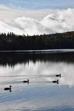 Ducks on the lake in the fall Stock Photos